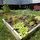 Salad Garden
