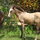 Rancho Ricco horse ranch and farm