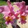 Lovely Orchids!