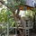 Triple Decker Tree House!