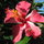 Hibiscus Bliss!