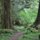 Old Growth Forest Olympic National Park