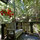 Redwood Treehouse Santa Cruz Mtns.
