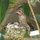Guests in early 2010 watched these hummingbirds just outside your bedroom window!