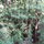 Below the cabin is a Redwood Grove