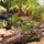 Fish pond & waterfall on patio w/peek ocean views