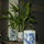 lucky bamboo