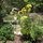 Native planting