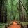 Armstrong Woods, Guerneville