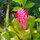 Bromeliads galore!