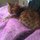 Chelsea the amazing cat