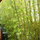 ...to let the outdoors in.  Lush bamboo groves surround you.