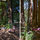 The areas near and inside of the redwood fairy-ring