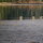 Deer on our tide flats