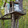 The Tiny Fern Forest Treehouse