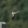 A female Anna Hummingbird. We have about 60 - 150, depending on the time of year.