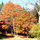 Oaks on lawn in leaf-season