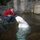 Beluga whale at Stanley Park's aquarium