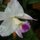 Many varieties of orchids adore our Bali Accommodaiton Rental