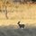 Wildlife abounds in the nearby hills.