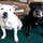 This is the Mt High & Navitat Beds Mascots - Mighty Mo & Charlie!  Very sweet and obedient English Staffordshire Terriers.  