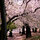 Walk to CENTRAL PARK/AMNH