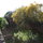 Back garden