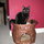 Bagheera