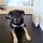 Biscuits Jackson, the puppy with the mostest!