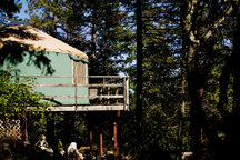LOTATREES...A yurt in the woods