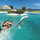 Swim with Dolphins