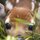 Say hello to your neighbor Bambi