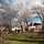 Springtime on the Great Lawn!