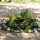 Winter/early spring flowers