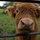 Highland cattle in nearby Pollok Park
