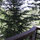 Treehouse Overlooking SF Bay