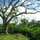 Jade Lily-Luxury Treetop Bungalow! 