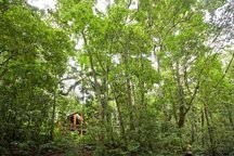Stunning Rainforest Treehouses