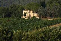 Il Vigneto: farm holidays and B&b