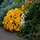 the flowers of fall!