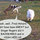 Animal Lovers Special! 