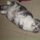 My Cat - Beeby (But not @ the Apartment)