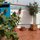 Our lemon tree