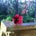 Red Hibiscus on Lanai