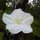 Moonflowers Open Late Afternoon