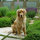Tucker: Northcrest's canine host during your stay.  Photo taken in the spring garden.