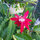 Red passion vine bloom.