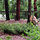 we often have deer and foxes grazing in the yard
