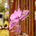Always an orchid bloom.