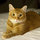 Rusty at 2 years old July 10, 2011